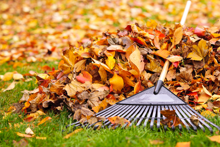 pile of raking leaves